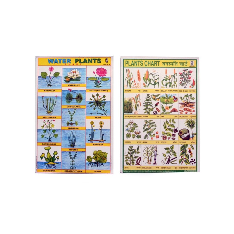 25 pcs. school poster, small: plants and animals