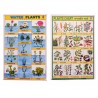 25 pcs. school poster, small: plants and animals